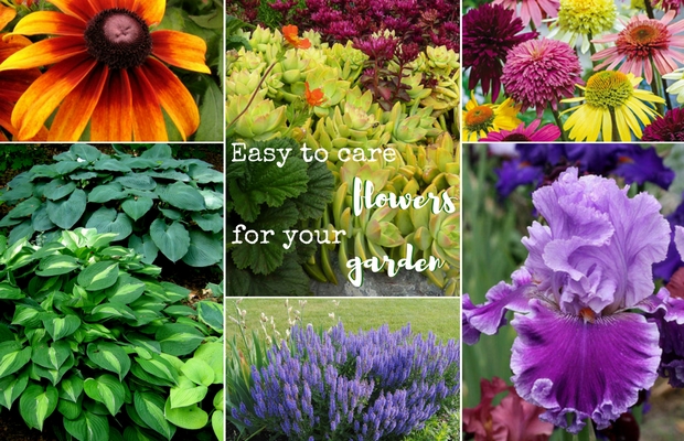 Easy to care flowers you should have in your garden - Curious About ...