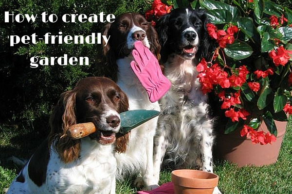 how to create pet-friendly garden